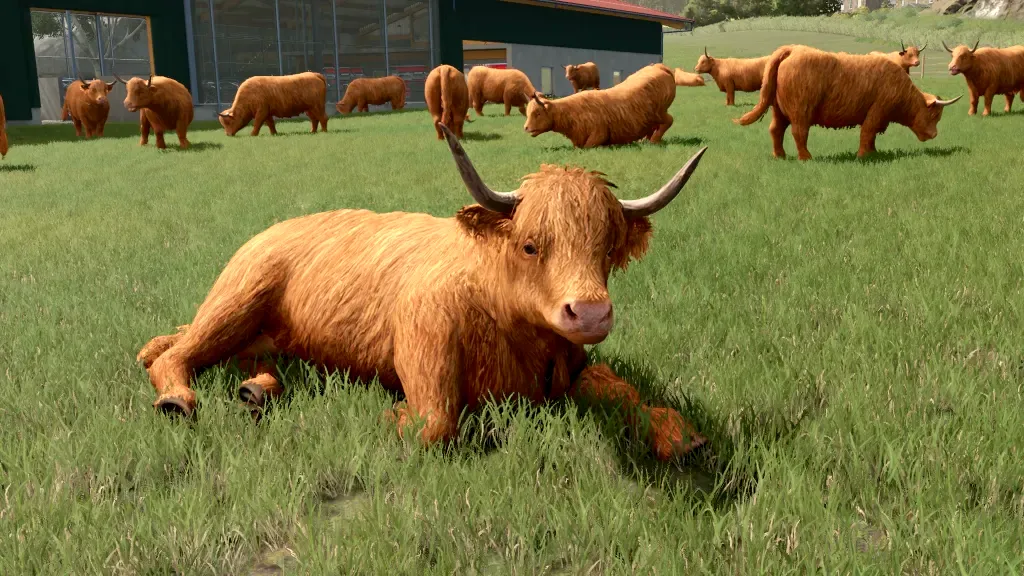 Szkocka krowa bydło rasy Highlands Cattle